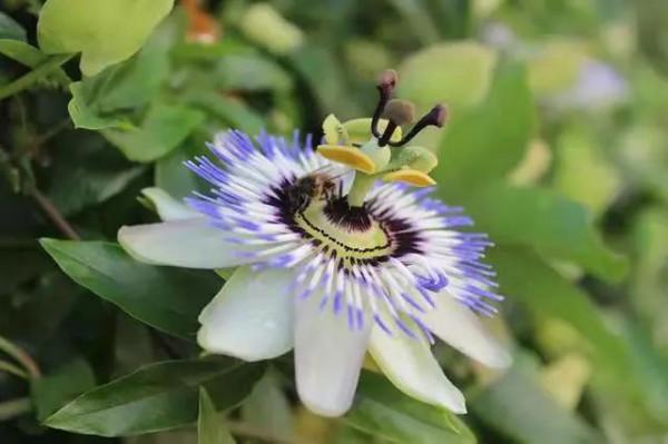 雲南的各種奇葩水果，吃法獨特，我還能叫出17種，都認識算你厲害