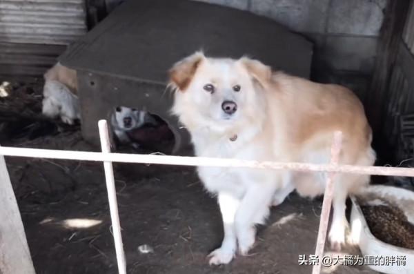 兩隻狗狗被關籠中9年,小狗從小到老未出門,唯有狗媽相伴,可憐 兩隻狗狗被關籠中9年,小狗從小到老未出門,唯有狗媽相伴,可憐