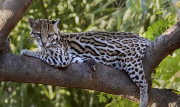 自然科普：名字裡帶個&OpenCurlyDoubleQuote;虎&rdquo;字，卻跟老虎完全沒關係的動物們