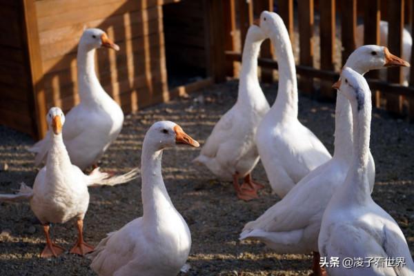 京郊寒假遊玩攻略，樂谷銀灘看冰瀑，嗨玩荊軻藏寶圖親子戲雪樂園