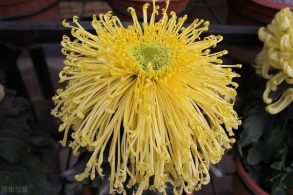 花之君子也（蓮）