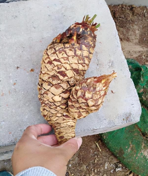 親戚花800元買了盆“日本龍鱗樁”，三年長了1片葉，怕不是受騙了