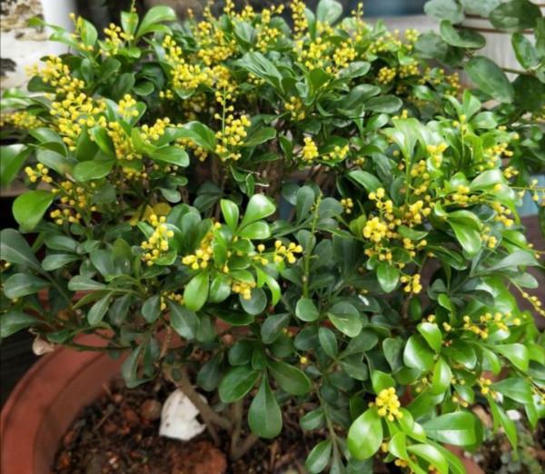 4種花很怕冷,冬天別放外面越冬,否則容易凍壞 4種花很怕冷,冬天別放外面越冬,否則容易凍壞