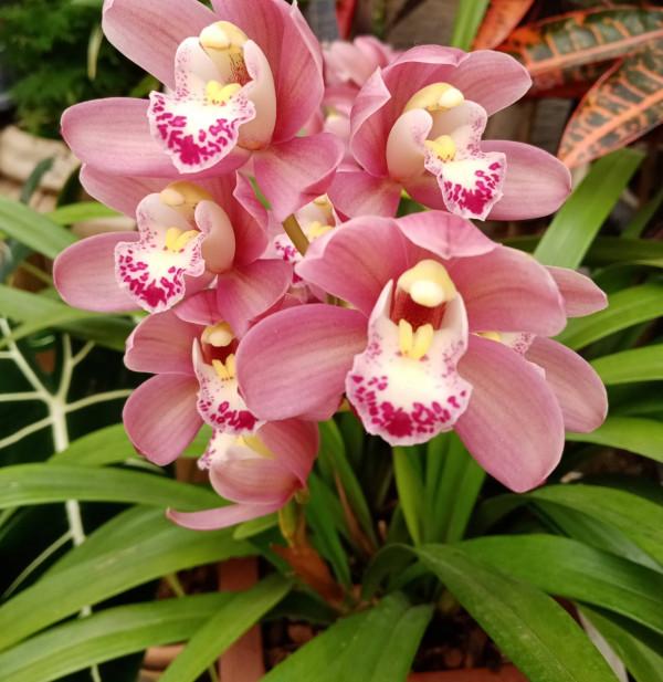 4種花很好養，&OpenCurlyDoubleQuote;有土有水&rdquo;就能長，葉子多花也多，又旺又漂亮