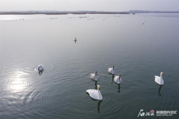 瑪納斯溼地公園成水鳥棲息地