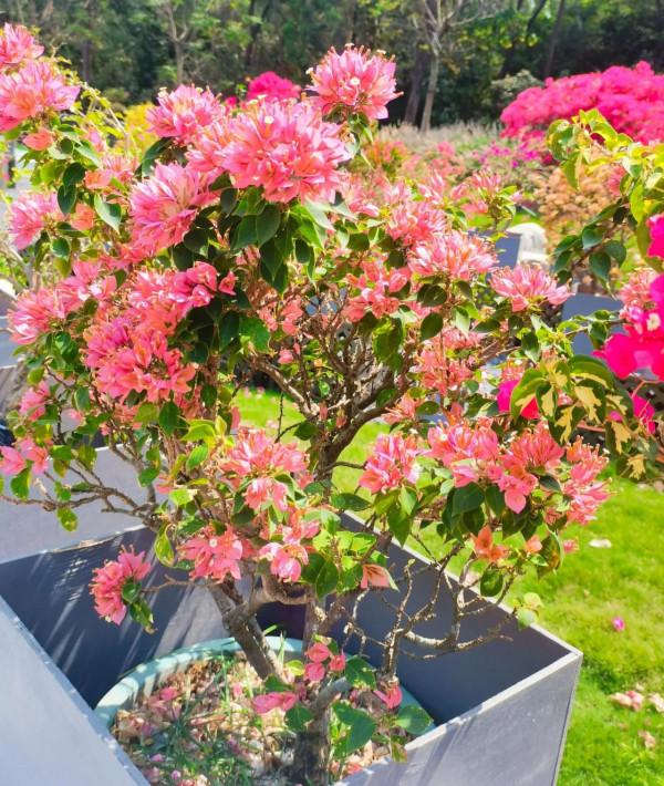 觀賞精品杜鵑 觀賞精品杜鵑