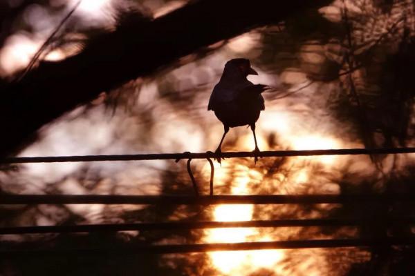 桂花芬芳,紅楓似火,崇明秋景打卡攻略來啦 桂花芬芳,紅楓似火,崇明秋景打卡攻略來啦