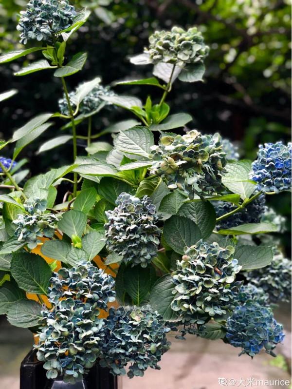 現在給花上秋肥,杆子粗、葉子密,不然冬天都凍死 現在給花上秋肥,杆子粗、葉子密,不然冬天都凍死