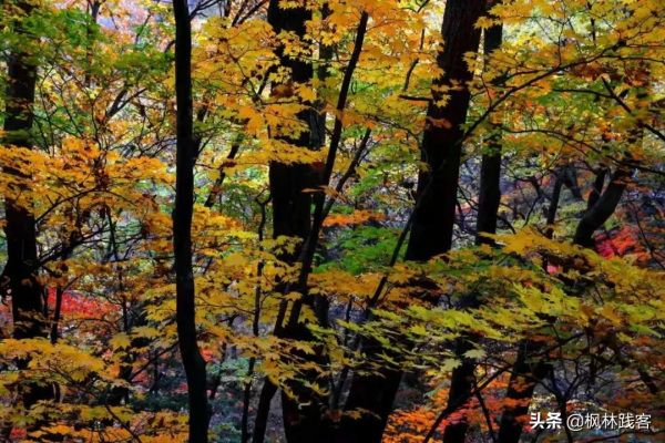 遼寧的這個地方,楓葉變紅,秋光初現,邀您共度中秋佳節 遼寧的這個地方,楓葉變紅,秋光初現,邀您共度中秋佳節