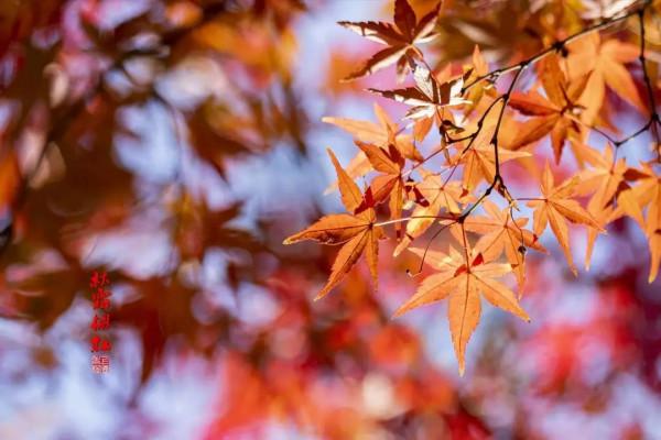 如此美豔！這裡的“楓”景值得去打卡