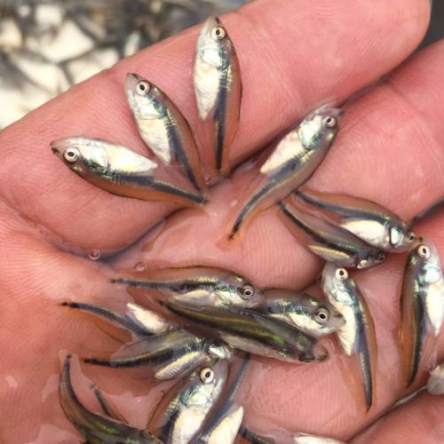 80後小夥返鄉養泥鰍養魚，一年賣出3000萬，帶領養殖戶共同致富