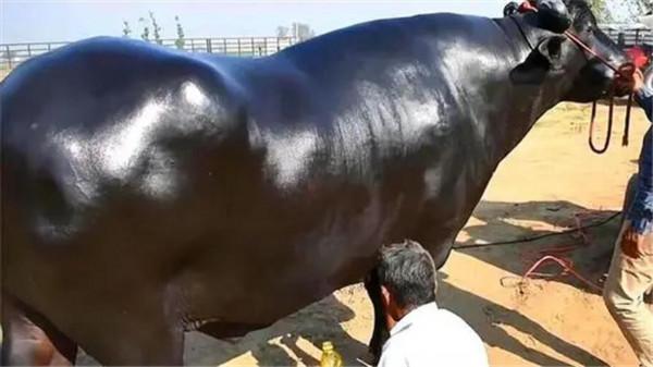 身價2000萬的“印度神牛”,配一次種5萬元,每天都要喝威士忌 身價2000萬的“印度神牛”,配一次種5萬元,每天都要喝威士忌