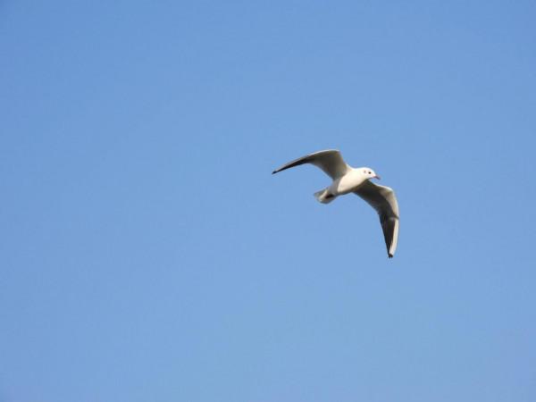 冀州區魚市北河上上演著一場精彩的表演