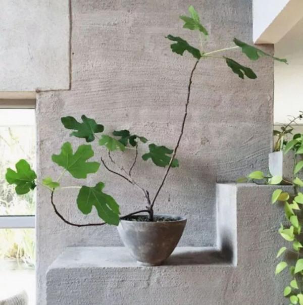 盤點10種常見的高格調家居綠植