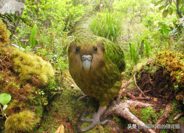 進化路上的最優選擇，這隻瀕危的鸚鵡依靠近親繁殖消除不良基因