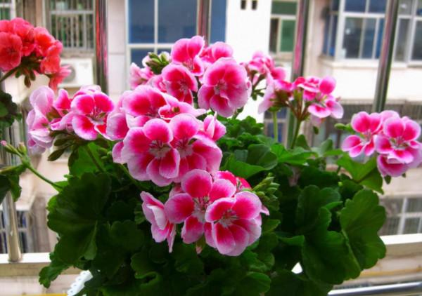 想養好天竺葵，要記住“4點”，即使是新手，也能養爆盆