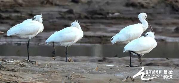 又到候鳥遷徙時