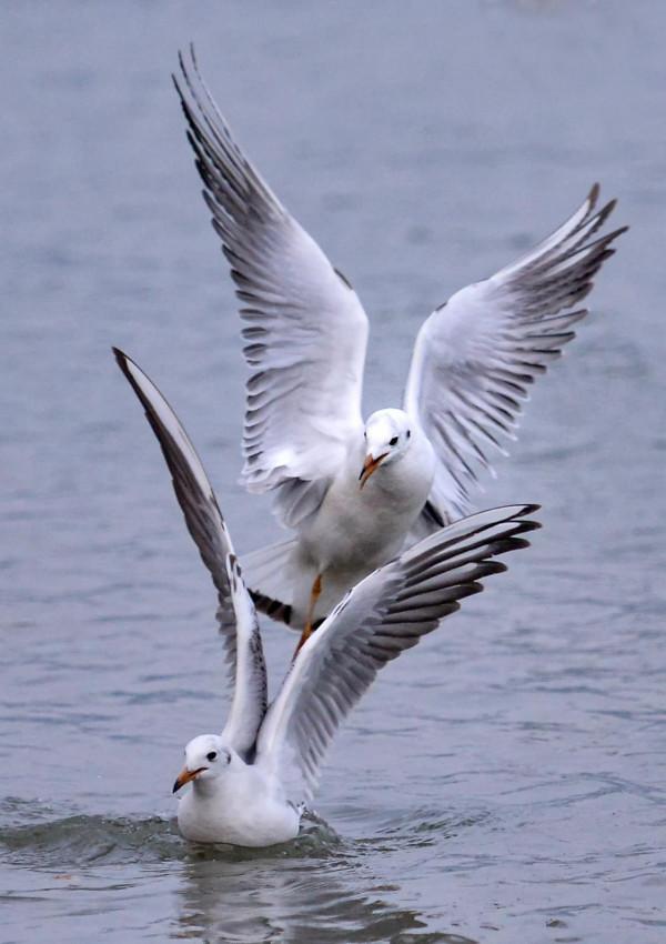 紅嘴鷗，一首生命的歌