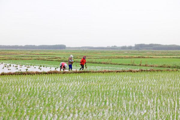 從打工經濟到自由戀愛：社會學家談農村“老實人”為何更容易成為光棍