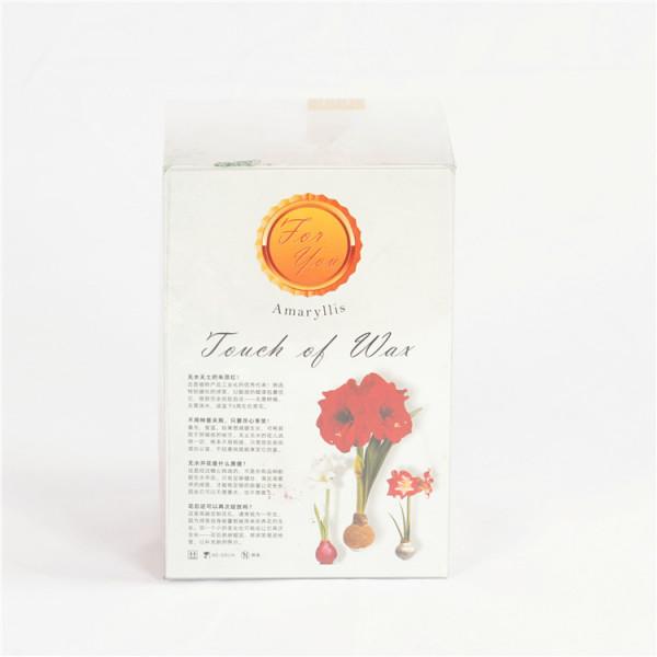 每週一花---朱頂紅