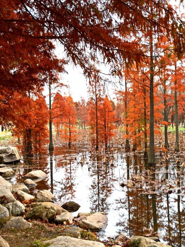 波光瀲灩水杉紅，層林盡染如畫中（之十一）