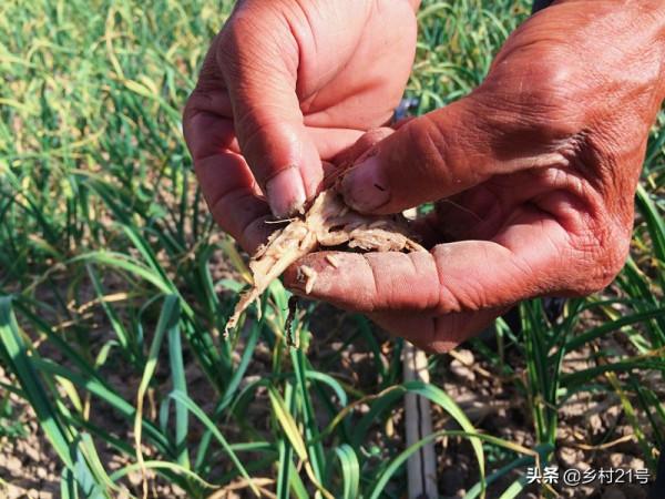 霜降後趕緊種植這三種蔬菜,非常好吃效益還高,附上高產方法 霜降後趕緊種植這三種蔬菜,非常好吃效益還高,附上高產方法