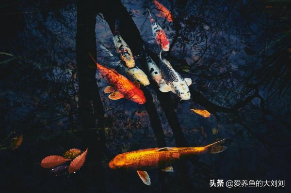 為什麼我們要使用魚缸墊？魚缸墊有什麼作用？