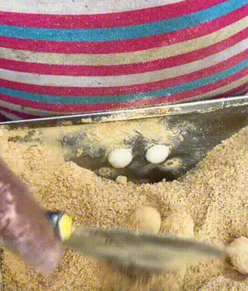 我 · 美食博主 · 觀復煎蛋