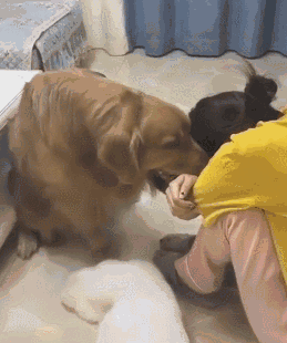 女生適合養這幾種“大狗”，你知道為什麼嗎？