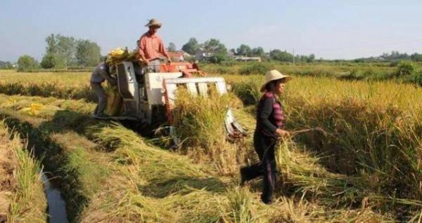 定了！上調稻價，讓&OpenCurlyDoubleQuote;良田&rdquo;多種糧食