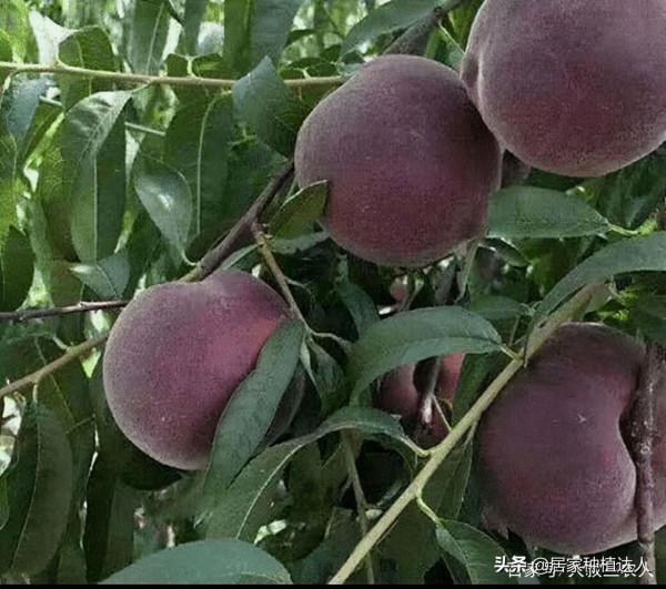 這種果樹，適合種在自家庭院裡，耐寒耐旱易養活，產量還很高