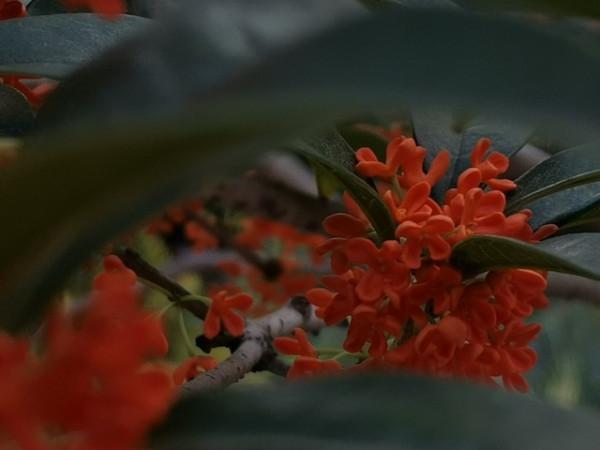 桂花是一年四季都開花的好,還是一年只開一次的好? 桂花是一年四季都開花的好,還是一年只開一次的好?