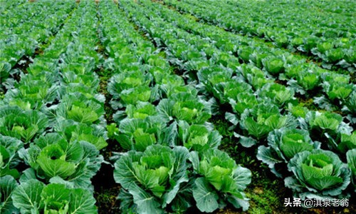 大白菜軟腐病如何防治？我為你出招