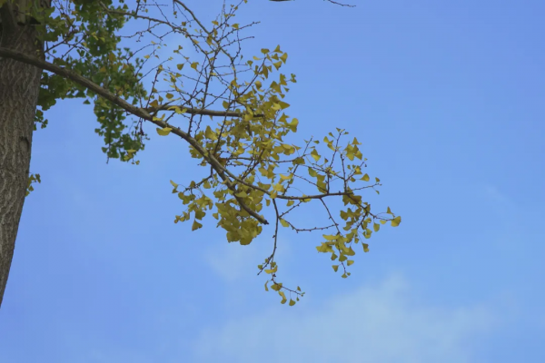 大佛腳下的慢生活丨探尋嘉定坊 感受古韻味 大佛腳下的慢生活丨探尋嘉定坊 感受古韻味