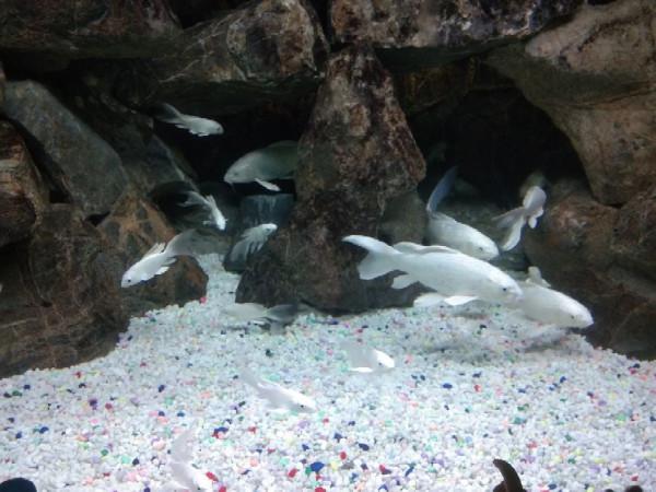 桃江河奇石收藏