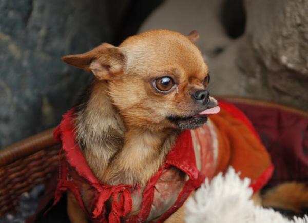 吉娃娃吃醋的幾大表現，簡直就是醋罈子