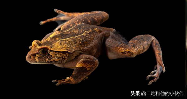 16種具有超能力的動物，鋼鐵俠看了都表示羨慕的很