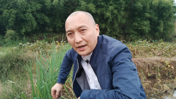 大蔥認識嗎？可你知道它有啥用途嗎，搗爛敷跌打腫痛