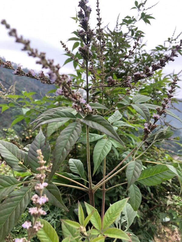 治腳氣，可以試試民間常見植物-牡荊