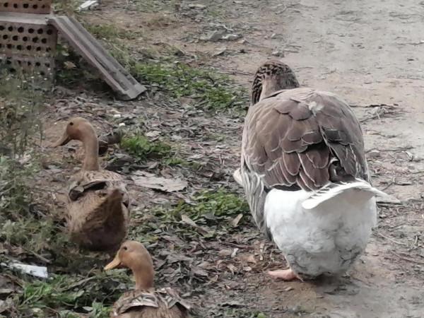 紅草與黃鴨大灰鵝 紅草與黃鴨大灰鵝