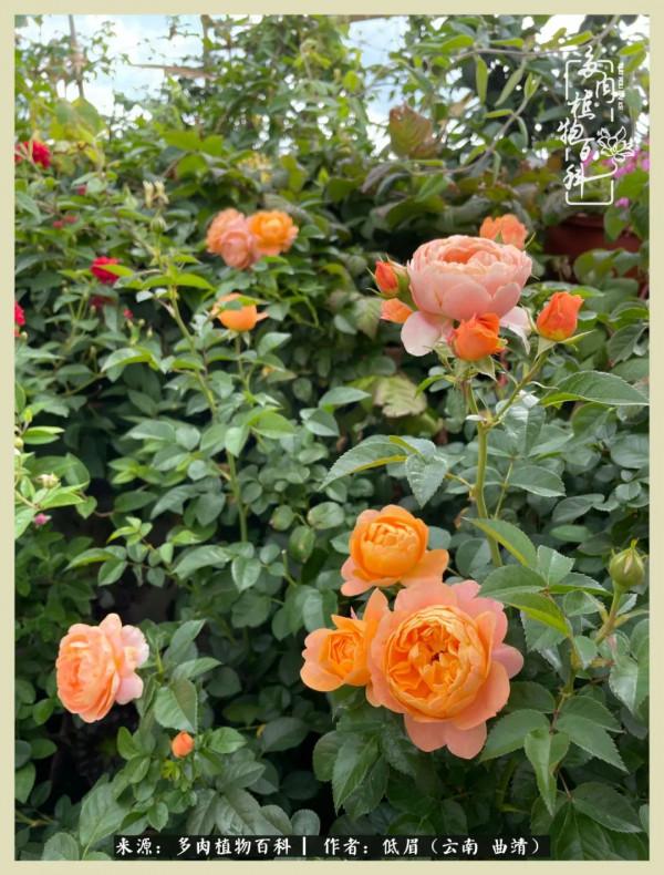 正是花好月圓時，再訪楊姐的屋頂花園