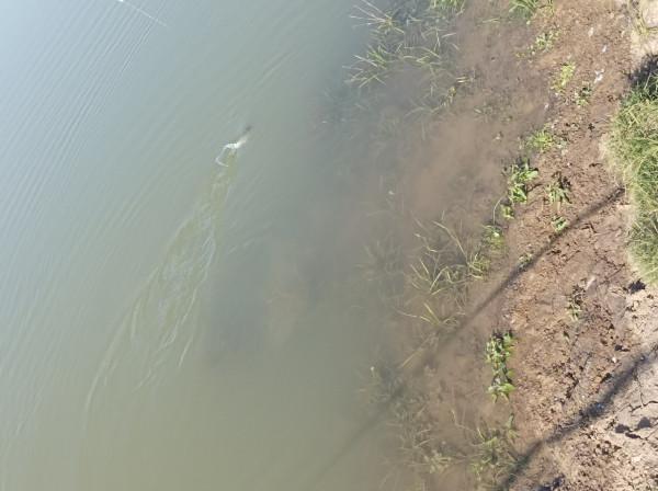 5米寬的河溝頻率逐漸加快，魚口竟然如此暴躁