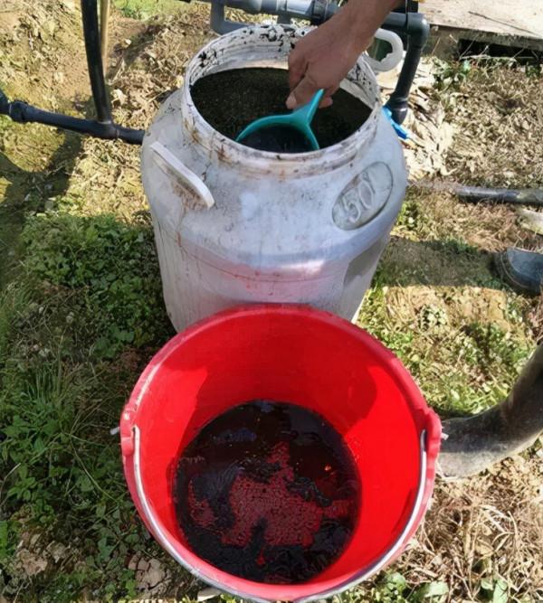 發財樹需要修剪嗎?修剪前需要做什麼準備工作,剪完以後怎麼保養 發財樹需要修剪嗎?修剪前需要做什麼準備工作,剪完以後怎麼保養