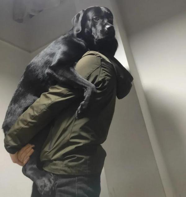 #養一條拉布拉多是種什麼體驗？#