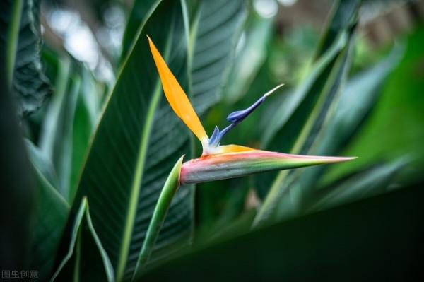 50種冬季裡開放的花卉，這些花最合適在冬季裡養