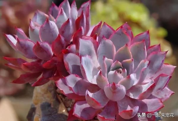 6種經典的薄葉多肉,每一種都仙氣十足,好養好看容易出狀態 6種經典的薄葉多肉,每一種都仙氣十足,好養好看容易出狀態