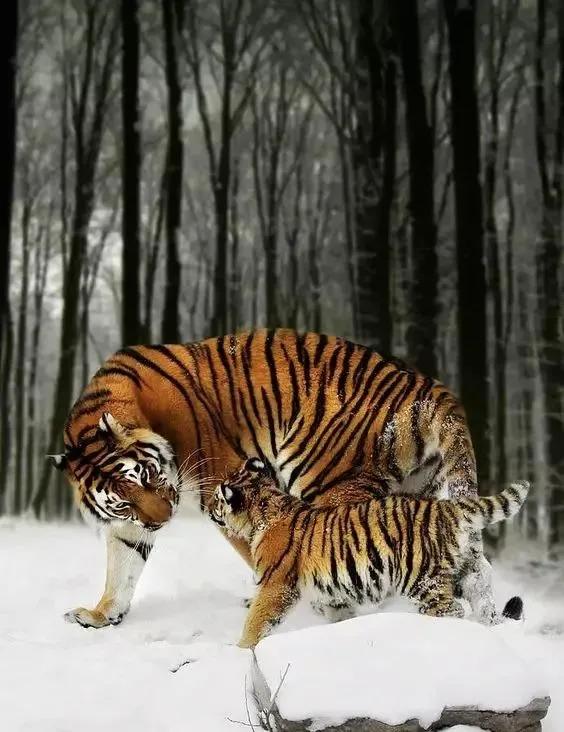 圖片分享：千姿百態的虎照來了，實屬精彩，值得收藏