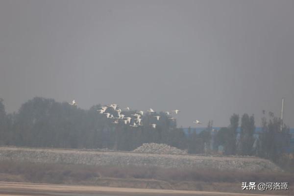 鞏義黃河溼地首批大天鵝“回家”,這些“老朋友”也如約而至 鞏義黃河溼地首批大天鵝“回家”,這些“老朋友”也如約而至