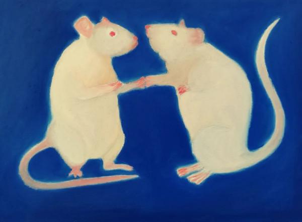 Cell子刊：揭示哺乳動物合作行為演化及神經表徵，可助治療精神障礙