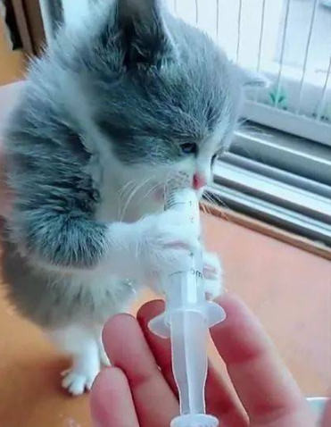 初次養貓手足無措?看這一篇就夠啦!(保姆級攻略)(一) 初次養貓手足無措?看這一篇就夠啦!(保姆級攻略)(一)